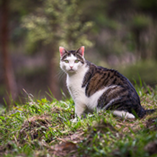 chat nature